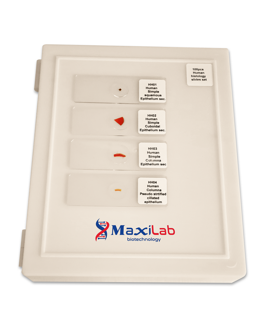 Laboratory Microscope Prepared Slides