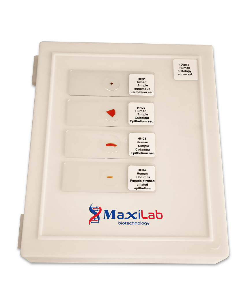 MS6-MaxiHisto100 Human Histology Prepared Microscope Slide Set