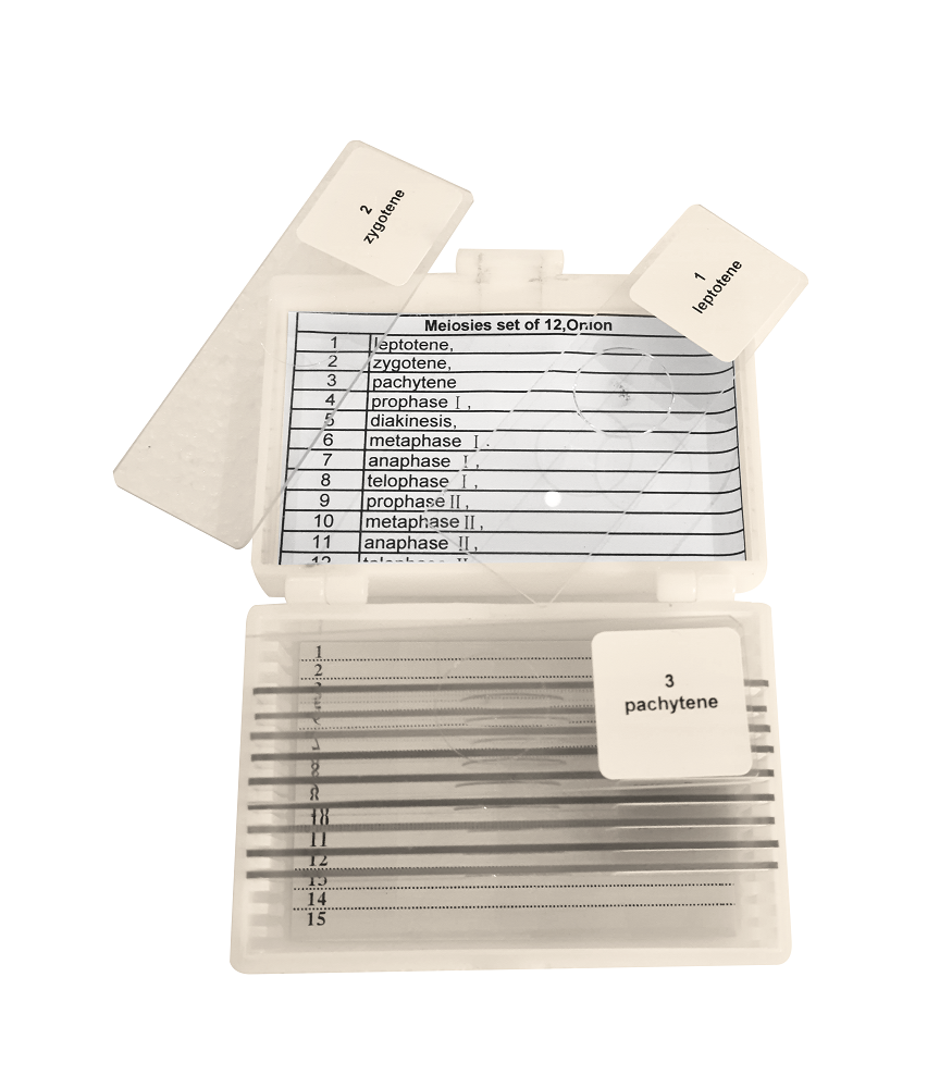 MS6-MaxiMito5/ MS6-MaxiMeio12 Mitosis and Meiosis Prepared Microscope Slide Set